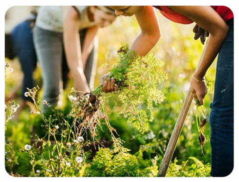 Ảnh Mô hình rau sạch Hà Nội – Hành trình sống xanh giữa lòng phố thị 🌿🏙️
